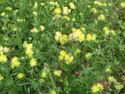 Kidney vetch