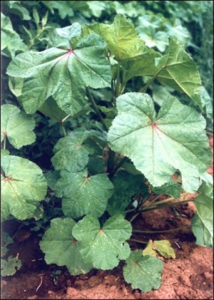 Fodder mallow