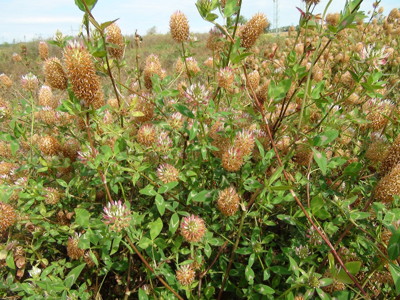 Arrowleaf clover