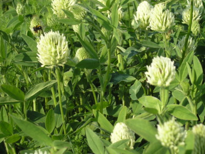 Hungarian clover