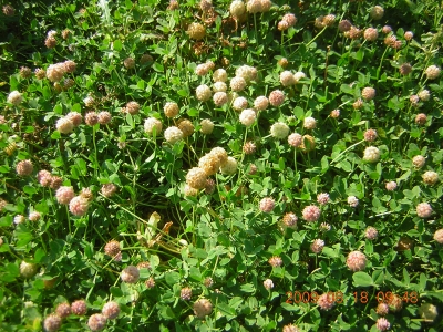 Strawberry clover