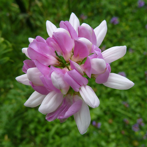 Crown vetch