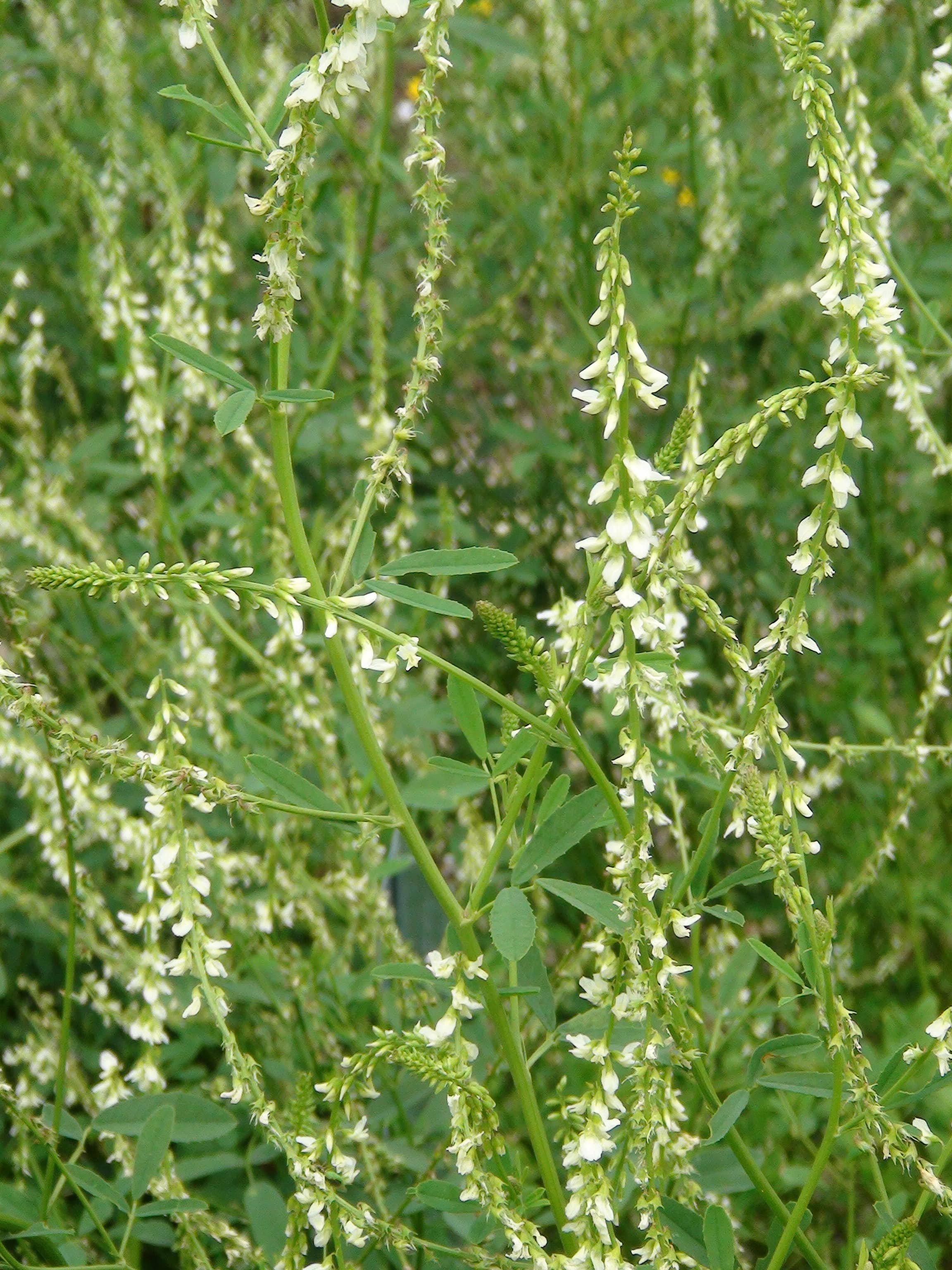 White sweet clover