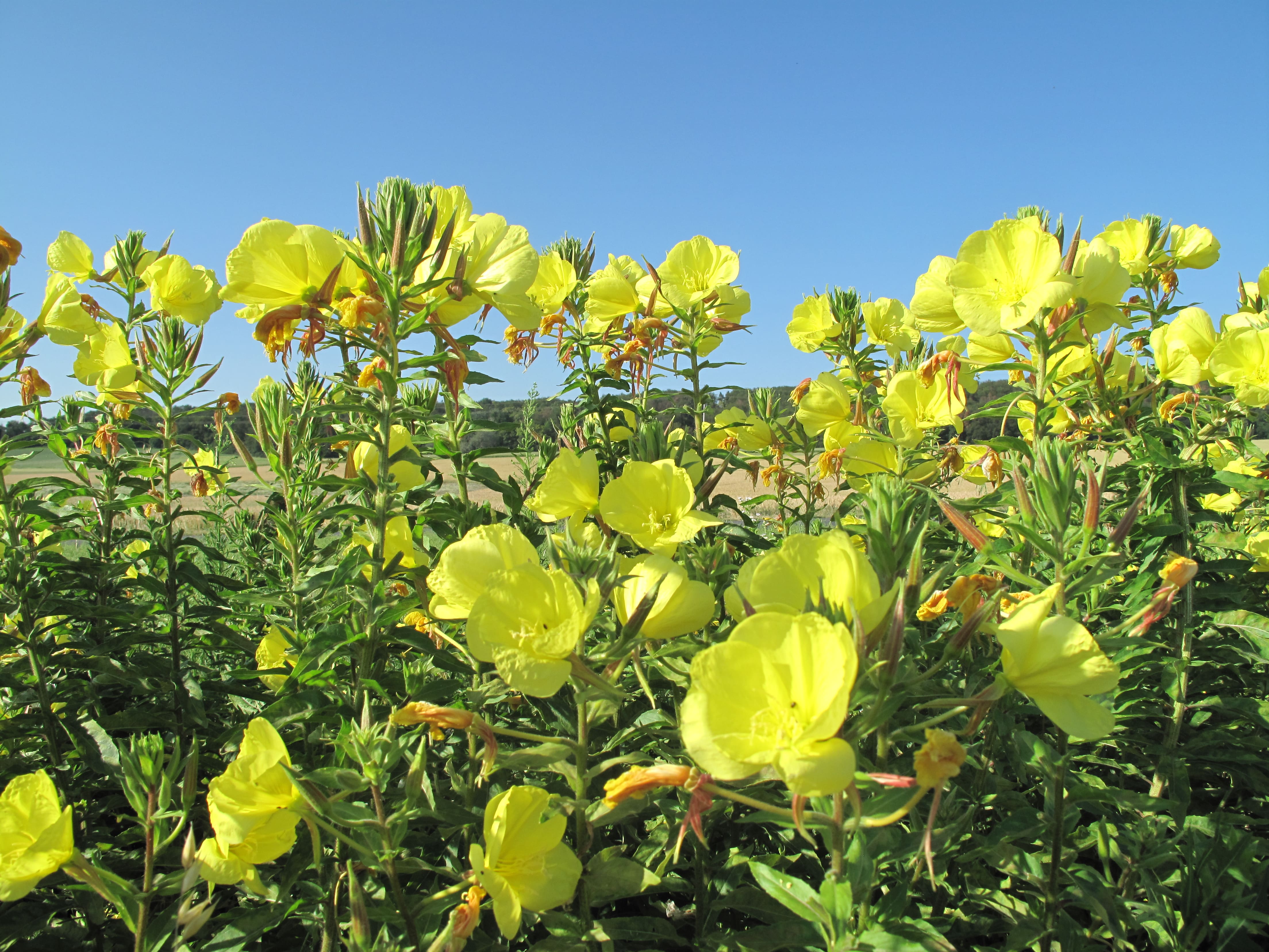 Evening primrose