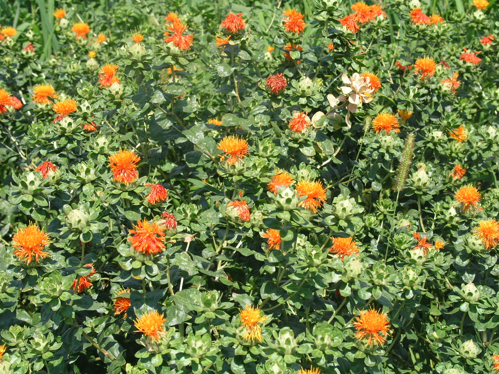 SAFFLOWER