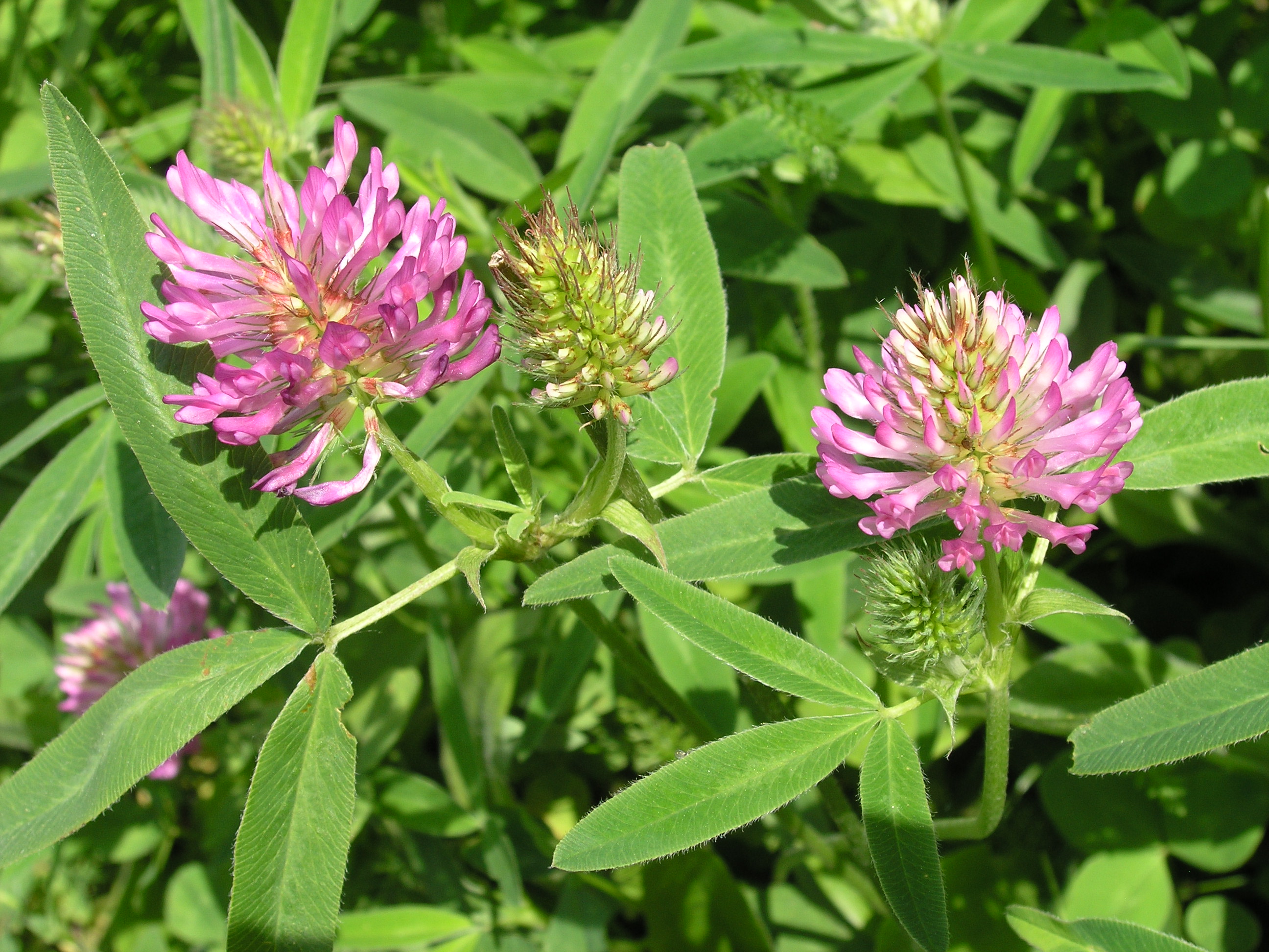 ZIGZAG CLOVER