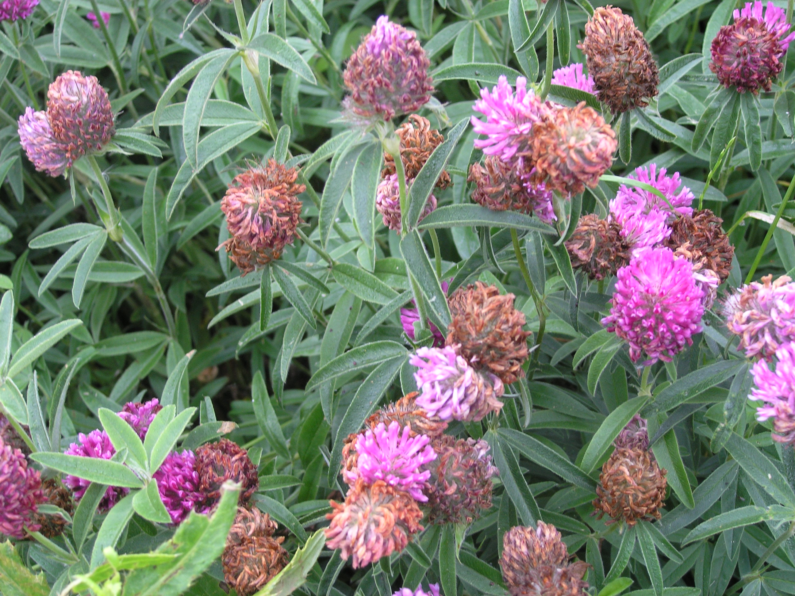 MOUNTAIN ZIGZAG CLOVER