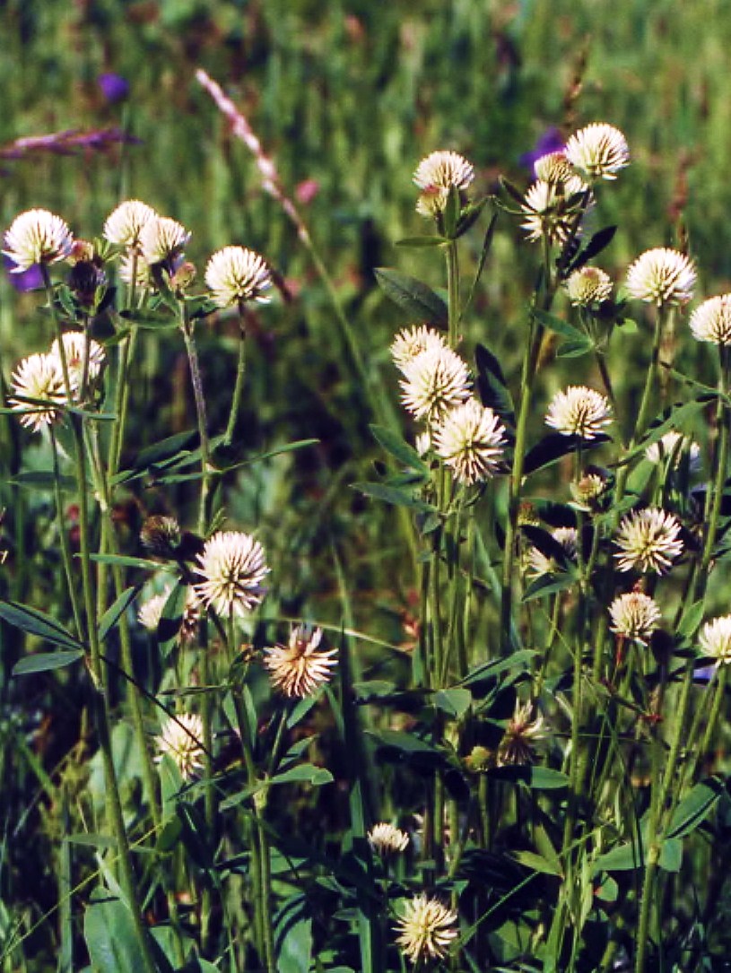 MOUNTAIN CLOVER