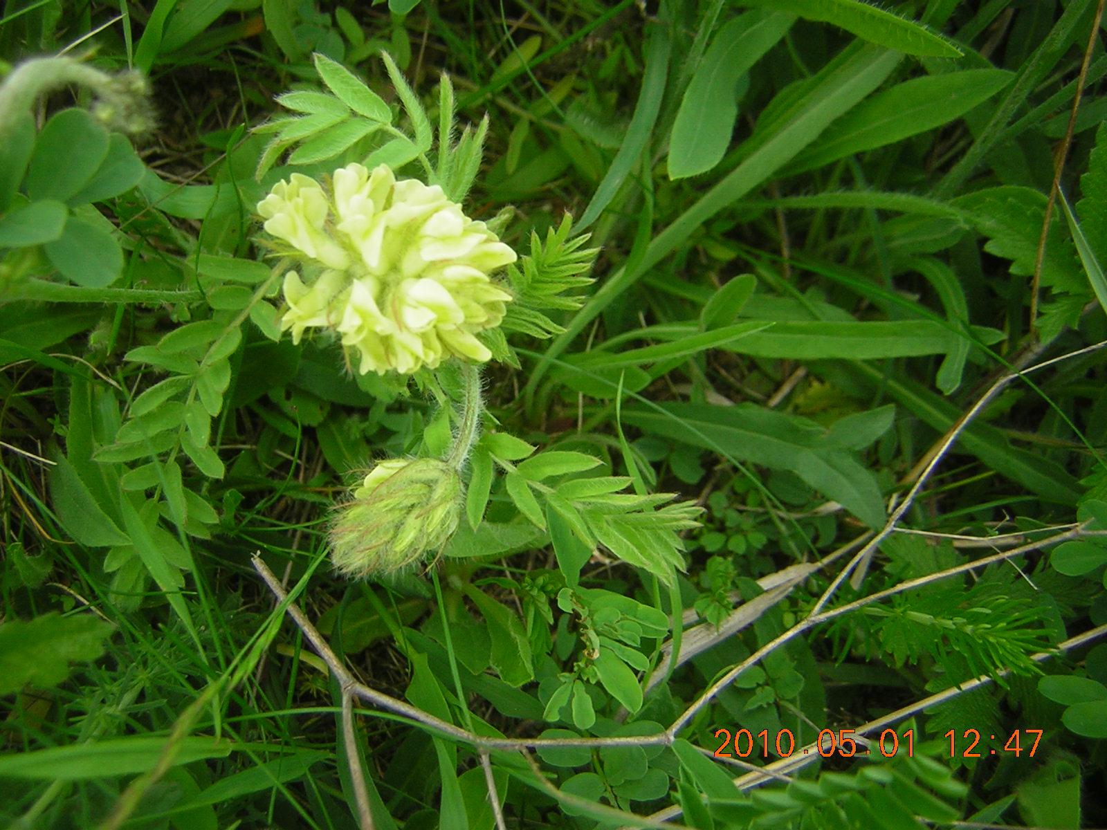 CICER MILKVETCH